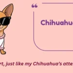 Chihuahua Puns
