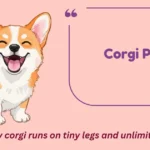 Corgi Puns
