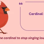 Cardinal Puns