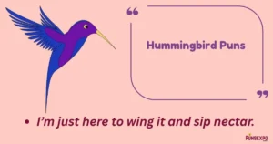 Hummingbird Puns