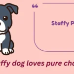 Staffy Puns