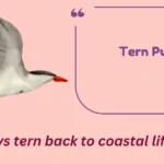 Tern Puns
