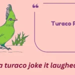 Turaco Puns